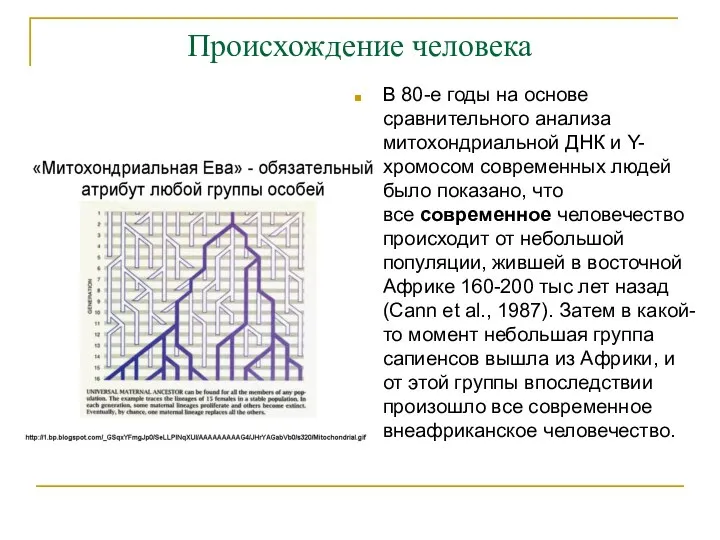 Происхождение человека В 80-е годы на основе сравнительного анализа митохондриальной ДНК