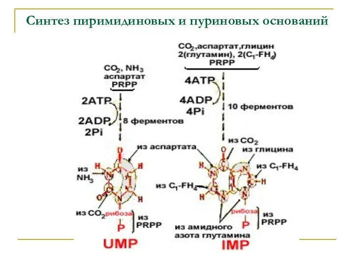 Синтез пиримидиновых и пуриновых оснований