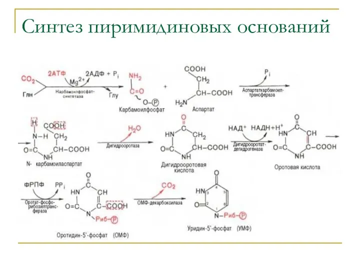 Синтез пиримидиновых оснований