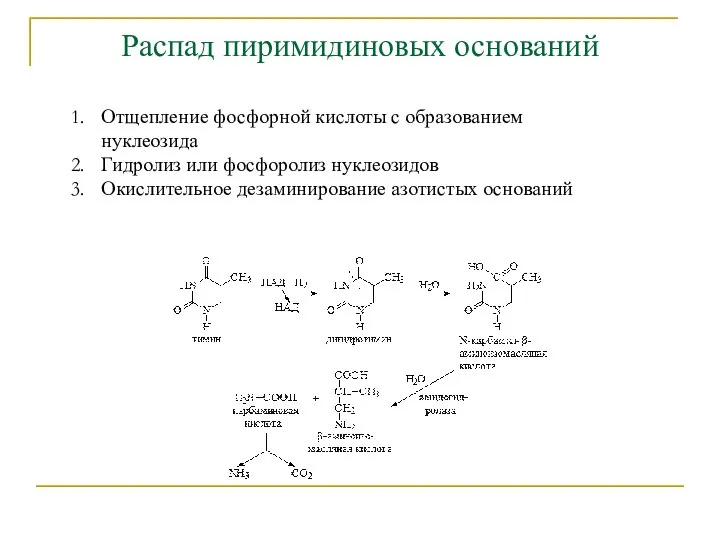 Распад пиримидиновых оснований Отщепление фосфорной кислоты с образованием нуклеозида Гидролиз или