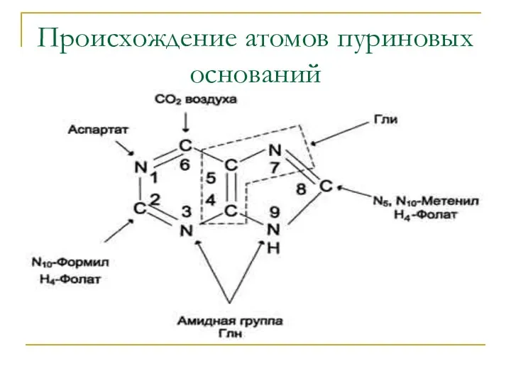 Происхождение атомов пуриновых оснований