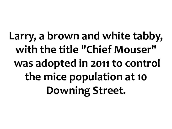 Larry, a brown and white tabby, with the title "Chief Mouser"