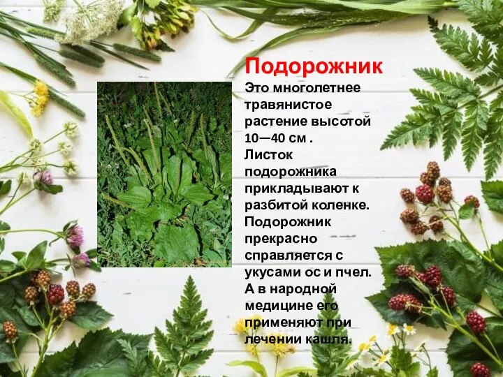 Подорожник Это многолетнее травянистое растение высотой 10—40 см . Листок подорожника