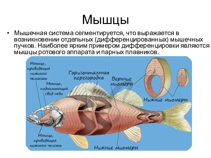 Мышцы Мышечная система сегментируется, что выражается в возникновении отдельных (дифференцированных) мышечных