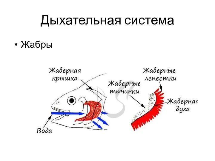 Дыхательная система Жабры