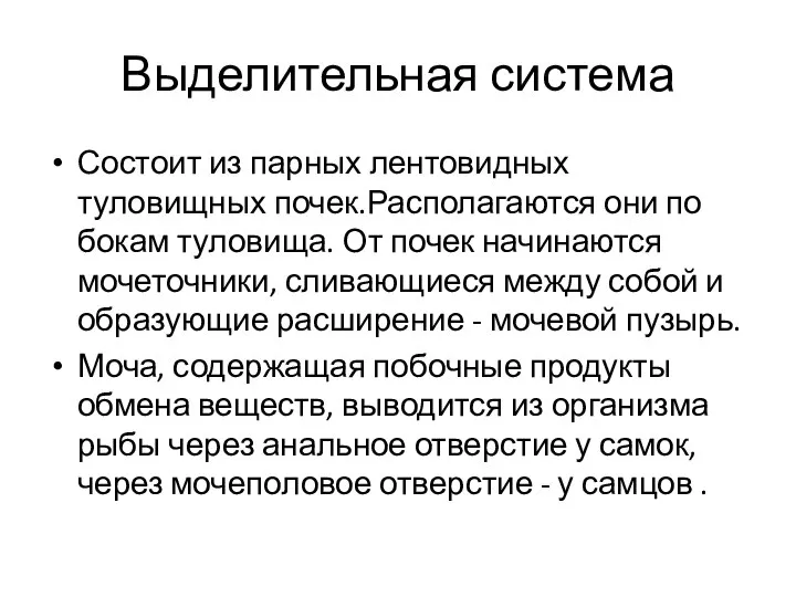 Выделительная система Состоит из парных лентовидных туловищных почек.Располагаются они по бокам