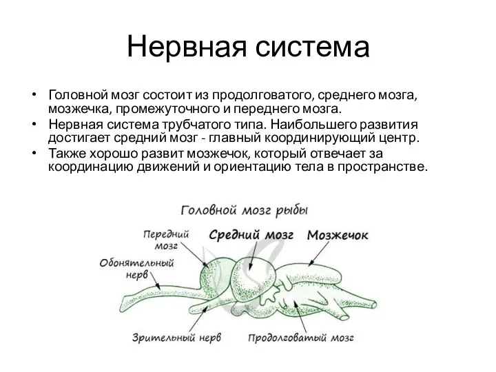 Нервная система Головной мозг состоит из продолговатого, среднего мозга, мозжечка, промежуточного