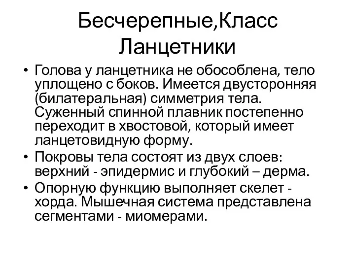 Бесчерепные,Класс Ланцетники Голова у ланцетника не обособлена, тело уплощено с боков.