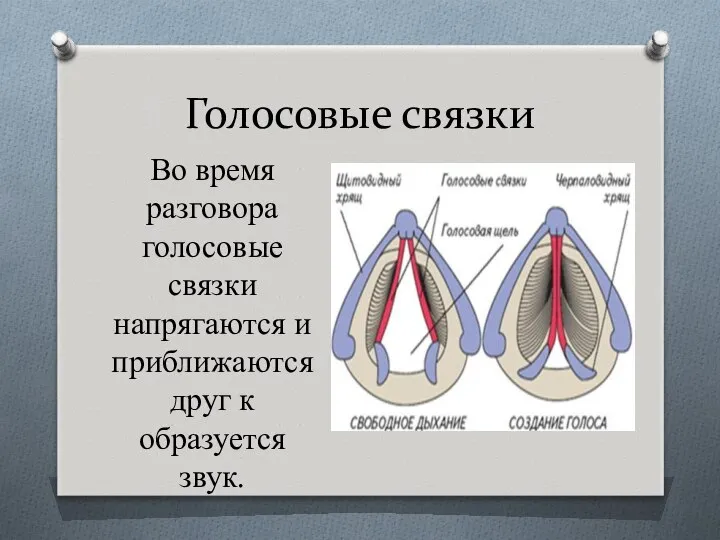 Голосовые связки Во время разговора голосовые связки напрягаются и приближаются друг к образуется звук.