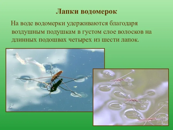 Лапки водомерок На воде водомерки удерживаются благодаря воздушным подушкам в густом