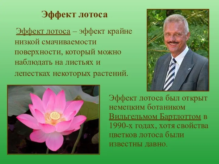 Эффект лотоса Эффект лотоса – эффект крайне низкой смачиваемости поверхности, который