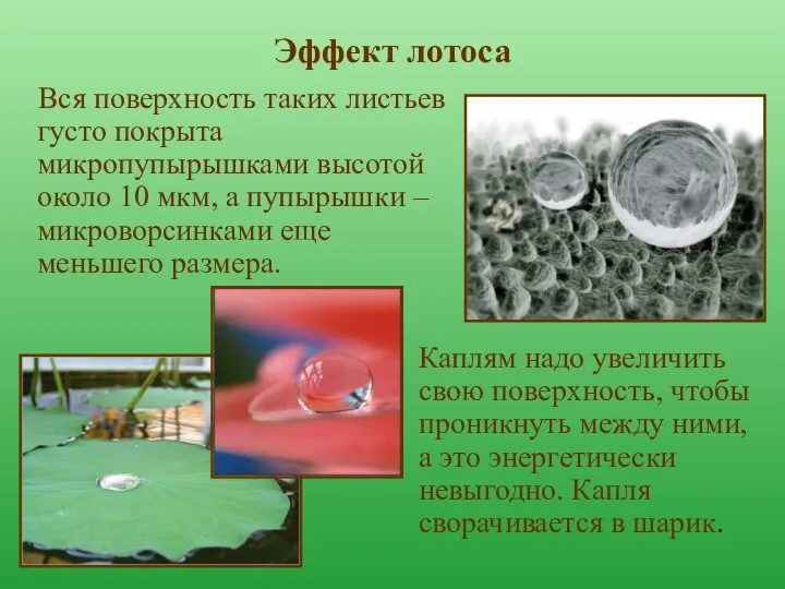 Эффект лотоса Вся поверхность таких листьев густо покрыта микропупырышками высотой около