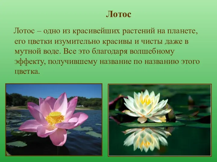 Лотос Лотос – одно из красивейших растений на планете, его цветки