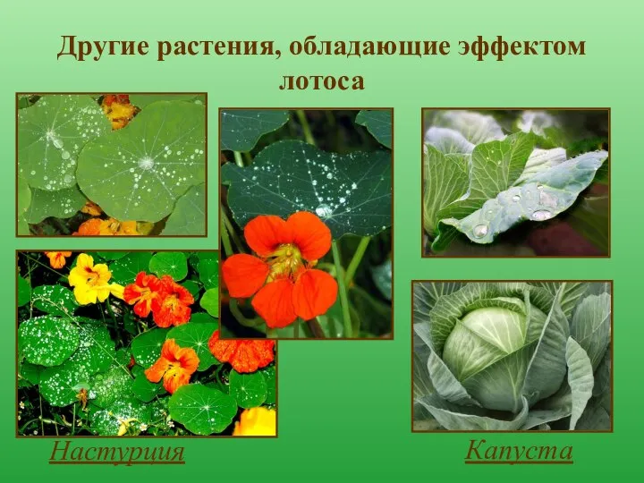 Другие растения, обладающие эффектом лотоса Настурция Капуста