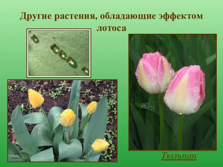 Другие растения, обладающие эффектом лотоса Тюльпан
