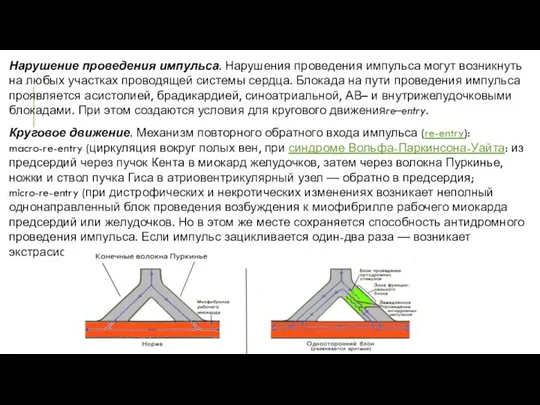 Нарушение проведения импульса. Нарушения проведения импульса могут возникнуть на любых участках