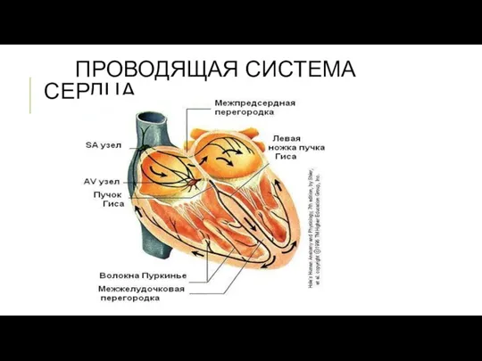 ПРОВОДЯЩАЯ СИСТЕМА СЕРДЦА