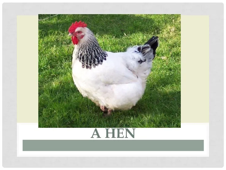 A HEN