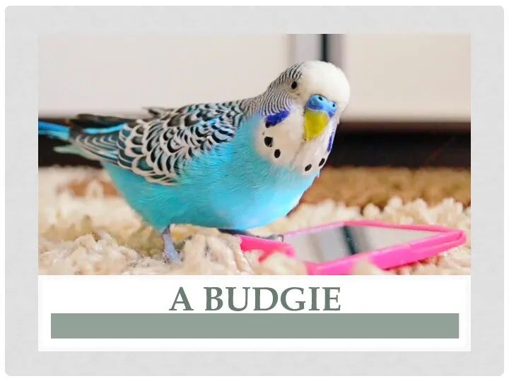 A BUDGIE