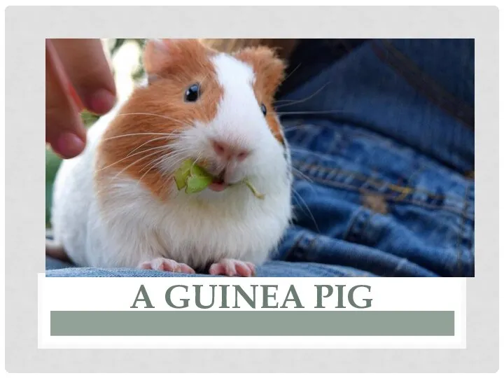 A GUINEA PIG
