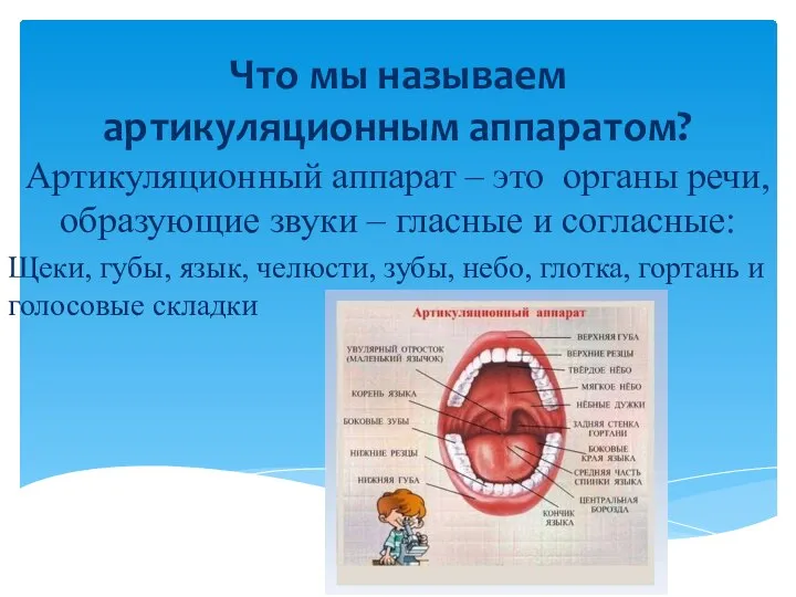 Что мы называем артикуляционным аппаратом? Артикуляционный аппарат – это органы речи,