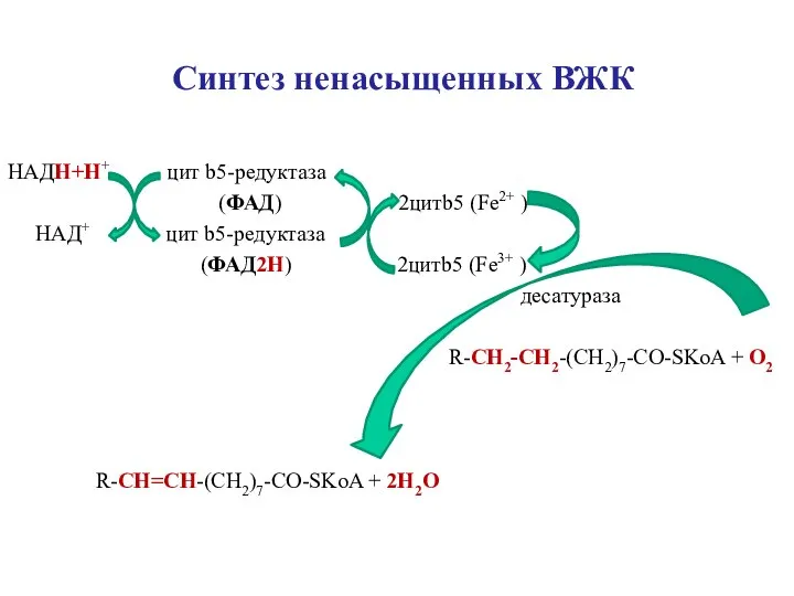 Синтез ненасыщенных ВЖК НАДН+Н+ цит b5-редуктаза (ФАД) 2цитb5 (Fe2+ ) НАД+