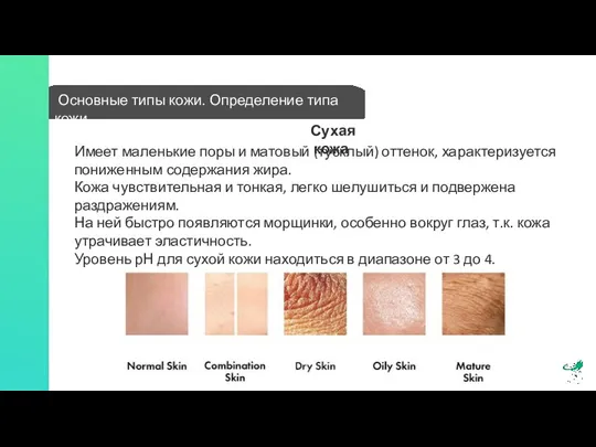 Основные типы кожи. Определение типа кожи Имеет маленькие поры и матовый