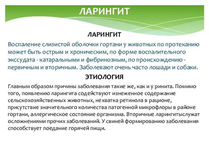 ЛАРИНГИТ ЛАРИНГИТ Воспаление слизистой оболочки гортани у животных по протеканию может