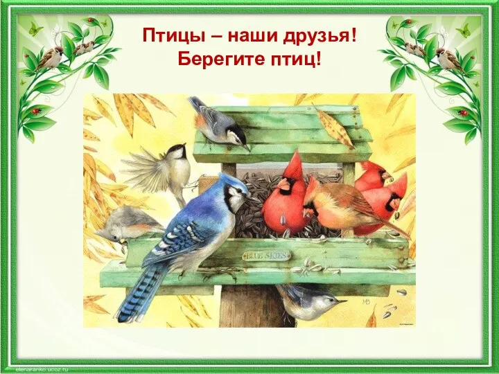 Птицы – наши друзья! Берегите птиц!