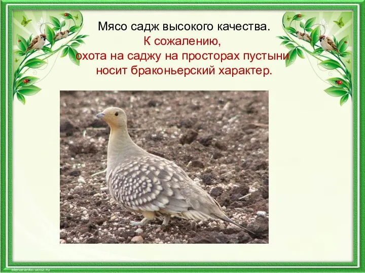 Мясо садж высокого качества. К сожалению, охота на саджу на просторах пустыни носит браконьерский характер.