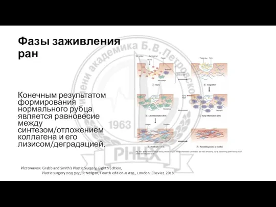 Фазы заживления ран Конечным результатом формирования нормального рубца является равновесие между