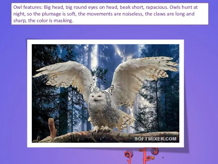 Owl features: Big head, big round eyes on head, beak short,