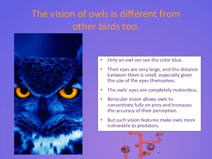 The vision of owls is different from other birds too. Only