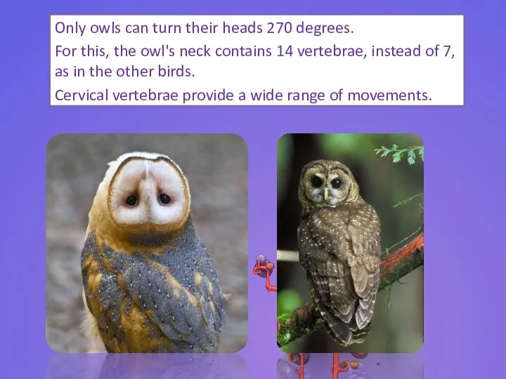 Only owls can turn their heads 270 degrees. For this, the