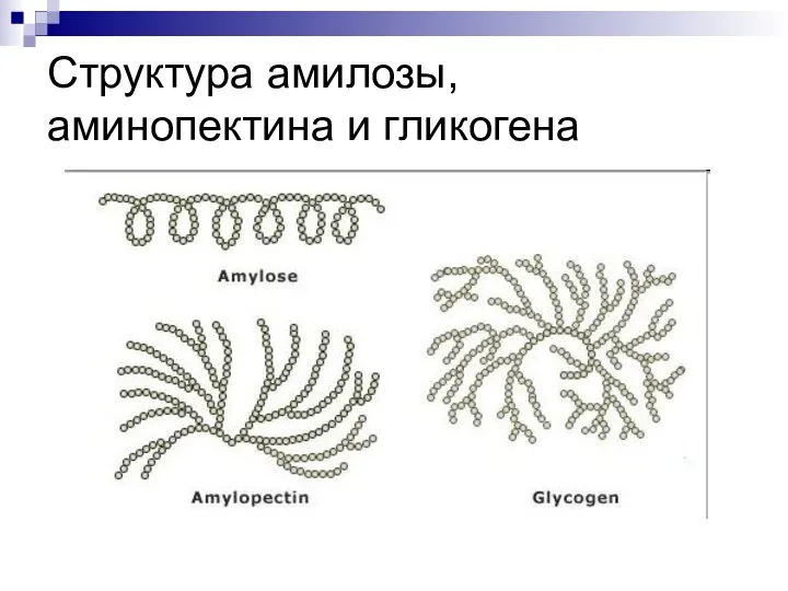 Структура амилозы, аминопектина и гликогена