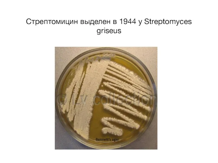 Стрептомицин выделен в 1944 у Streptomyces griseus