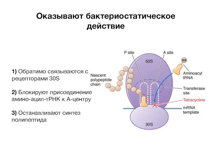 Оказывают бактериостатическое действие 1) Обратимо связываются с рецепторами 30S 2) Блокируют