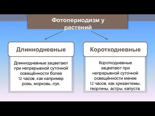 Длиннодневные Длиннодневные зацветают при непрерывной суточной освещённости более 12 часов, как