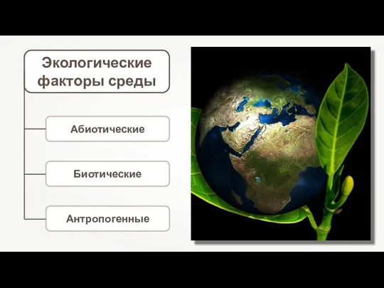 Экологические факторы среды Абиотические Биотические Антропогенные