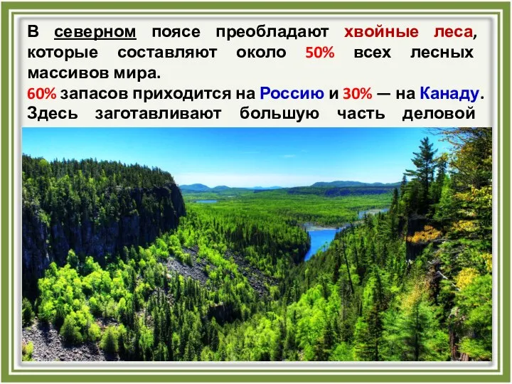 В северном поясе преобладают хвойные леса, которые составляют около 50% всех