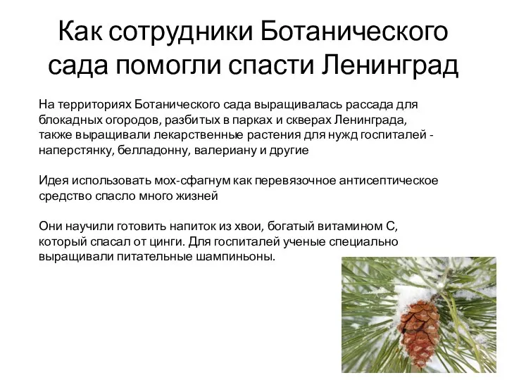 Как сотрудники Ботанического сада помогли спасти Ленинград На территориях Ботанического сада