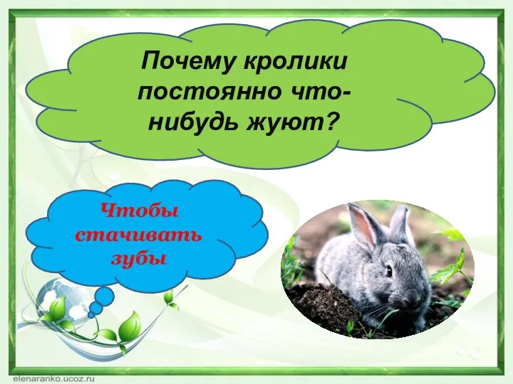 Почему кролики постоянно что-нибудь жуют? Чтобы стачивать зубы
