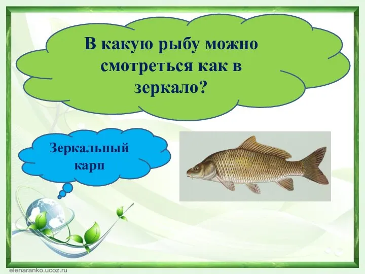 В какую рыбу можно смотреться как в зеркало? Зеркальный карп