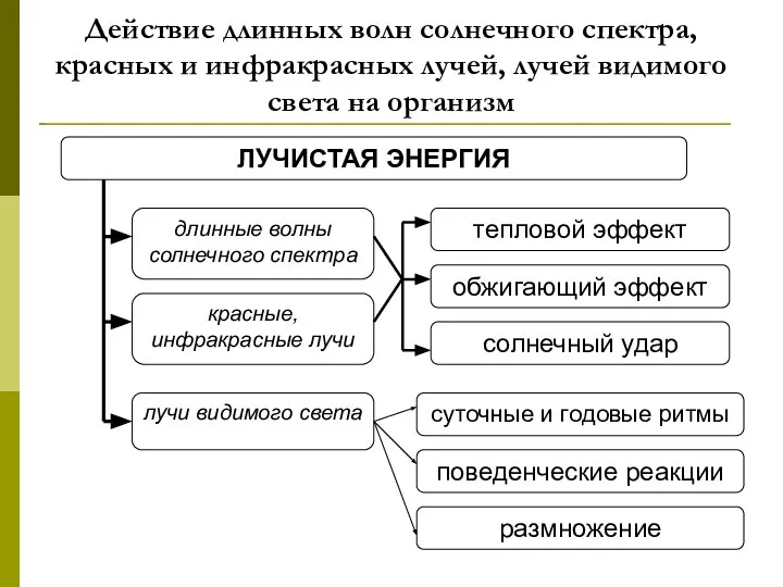 Действие длинных волн солнечного спектра, красных и инфракрасных лучей, лучей видимого света на организм