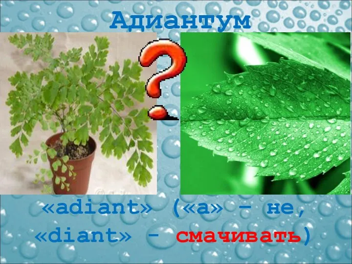 Адиантум «adiant» («a» – не, «diant» - смачивать)