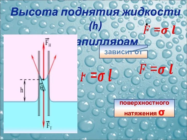 Высота поднятия жидкости (h) по капиллярам зависит от поверхностного натяжения σ