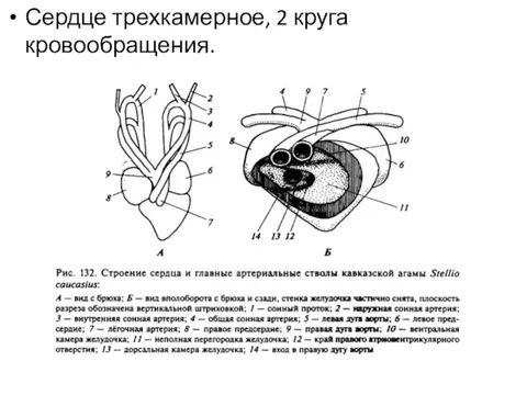 Сердце большинства рептилий трехкамерное. Трехкамерное сердце. Трехкамерное сердце строение. Неполная перегородка в желудочке сердца у рептилий. Трёхкамерное сердце с неполной перегородкой в желудочке.