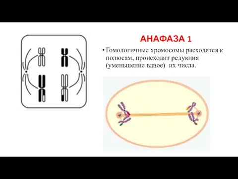 Анафаза количество хромосом