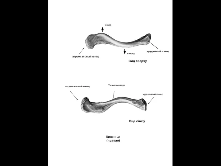 Латеральный край кости. Строение ключицы человека анатомия. Строение скелета ключицы.