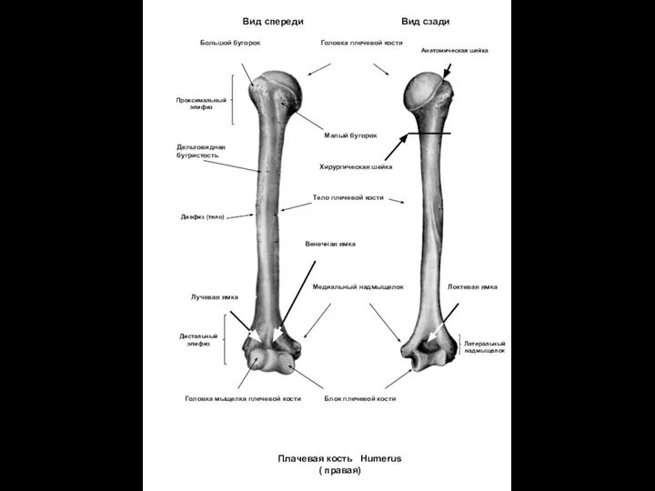 Гребне плечевой кости. Строение плечевой кости на латыни. Плечевая кость дельтовидная бугристость. Гребень малого бугорка плечевой кости. Плечевая кость анатомия латынь.